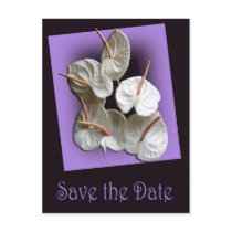 Save the Date postcard 2 - White Anthuriums