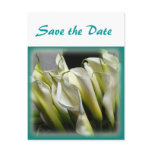 Save the Date postcard - White Calla Lilies