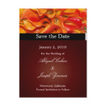 Save the date postcards, orange calla lillies