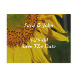 Save The Date Wedding Sunflower Flower Postcard