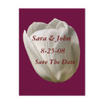 Save The Date Wedding White Tulip Flower Postcard
