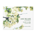 Save The Date White Cherry Blossom Postcard