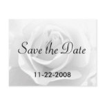 Save the Date White Rose postcards