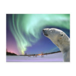 Save the Endangered Polar Bears for Christmas