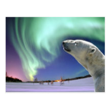 Save the Endangered Polar Bears for Christmas Postcard