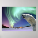 Save the Endangered Polar Bears Print