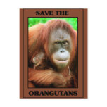 Save the Orangutans Postcard