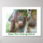 Save the Orangutans posters