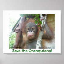 Save the Orangutans