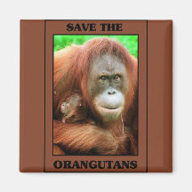 Save the Orangutans Refrigerator Magnets