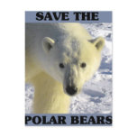 Save the Polar Bears postcards