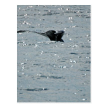 Save the whales postcards