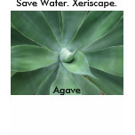 Save Water. Xeriscape. Agave t-shirts