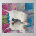 Saved 4 Week Old Puppy posters