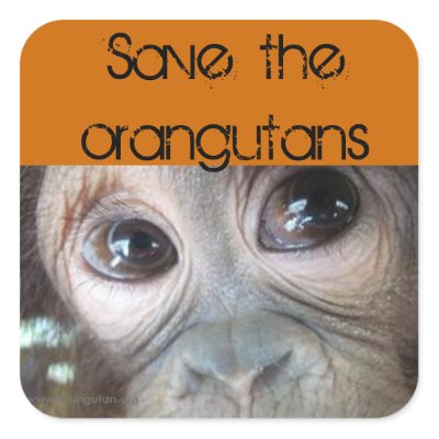 Saving Orangutans