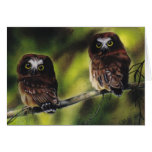 "Saw-Whet owl Fledgelings" card