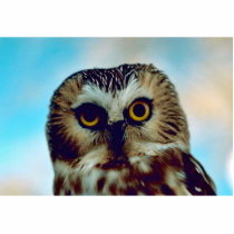 Saw-whet owl photo cutouts