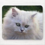 Say what kitten mouse pads