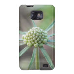 Scabiosa Bud Galaxy SII Cases