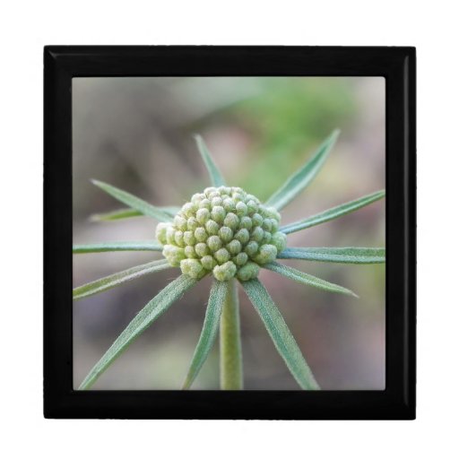 Scabiosa Bud Jewelry Box