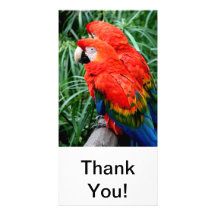 Scalet Macaw Custom Photo Card