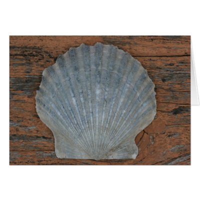 Scallop shell greeting card by cmgubanich