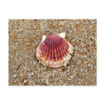 Scallop Shell - postcard