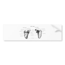 Scapula Details Bumper Sticker