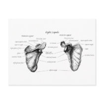 Scapula Details Post Card