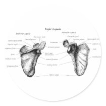 Scapula Details Stickers