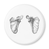 Scapula Grey Refrigerator Magnets