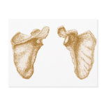Scapula Sepia postcards