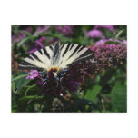 Scarce swallowtail postcard
