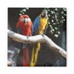 Scarlet / Blue and Gold Macaw Magnet