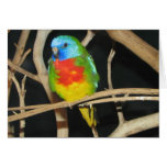 Scarlet-Chested Parakeet - Neophema splendida Card