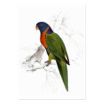 Scarlet-Collared Parrakeet by Edward Lear business cards