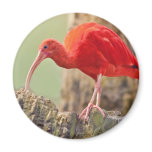 Scarlet Ibis Bird Magnet