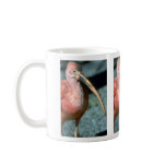 Scarlet ibis, close-up mugs
