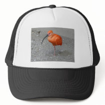 scarlet ibis trucker hats