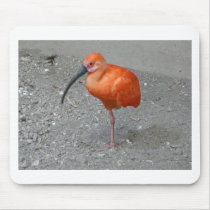 scarlet ibis mouse pad