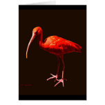 Scarlet Ibis on Black cards
