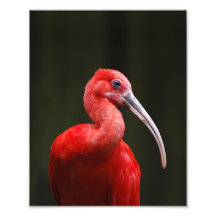 Scarlet Ibis Photo Print