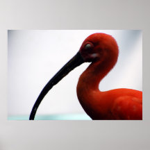 scarlet ibis print