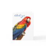 Scarlet Macaw Belise Note Card