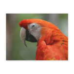 "Scarlet Macaw" Bird Photo Postcard