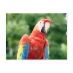 scarlet macaw bird postcards