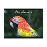 scarlet macaw border postcards