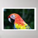scarlet macaw border posters