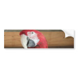Scarlet Macaw Bumper Sticker bumper stickers