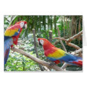 Scarlet Macaw cards
